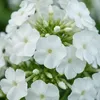 6er-Set Pflanzen 'David', reinweiß, mehrjährig, winterhart, Produktbild-Vorschau 3