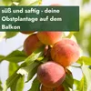 Meine Orangerie - Zwergobst Stämmchen Pfirsich - Produktbild-Vorschau 5