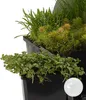 Bloomique - 6er Set - Sauerstoff Teichpflanzen - Produktbild-Vorschau 2