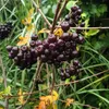 Obstpflanzensetzling Vogelbeerbaum Likjornaja im Produktbild-Vorschau 9