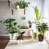 A collection of houseplants in various pots arranged in a living room setting. Náhľad obrázku produktu