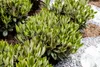 Rhododendron taliense 'Honigduft', duftend, 30–40 cm Produktbild-Vorschau 1