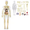 A transparent anatomical model of the human body with internal organs and skeleton, along with separate anatomical parts laid out. Anteprima dell’immagine prodotto