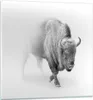 Bilder auf glas - Einteilig - Wisent Schwarzweiß Licht - Produktbild-Vorschau 1