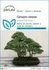 SAFLAX  - Ginepro cinese - 30 semi - Juniperus Anteprima dell’immagine prodotto 1
