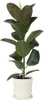 Figowiec sprężysty - Ficus Elastica 'Robusta' - Wysokość Podgląd zdjęcia produktu 6
