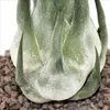 Tillandsia seleriana - voľne rastúca rastlina - extra veľká Náhľad obrázku produktu 3