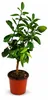 Piantina di limone Eureka, altezza circa 50 cm. Citrus Anteprima dell’immagine prodotto 4