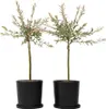 Wierzba całolistna - 2 szt - Salix integra 'Flamingo' - Podgląd zdjęcia produktu 7