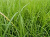 Stauden Gänge 3 x Imperata cylindrica im 1 Liter Topf - Produktbild-Vorschau 5