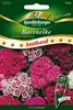 Quedlinburger Saatgut - Goździki brodate wypełnione Podgląd zdjęcia produktu 1