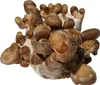 Hawlik Pilzbrut Shiitake Dübel – 20 Pilzdübel, Pilze Produktbild-Vorschau 10