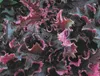 Heuchera "Purple Petticoats" - Purpurglöckchen "Purple Produktbild-Vorschau 1