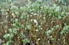 Salix helvetica - Vŕba švajčiarska 25- 30 cm - Kontajner Náhľad obrázku produktu 2