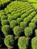 Thuja occidentalis 'Teddy', Kugel-Lebensbaum, kompakt, Produktbild-Vorschau 13