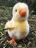A plush chick sits on the ground among leaves and twigs. Podgląd zdjęcia produktu