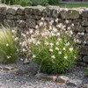 Stauden Gänge 3 x Gaura lindheimeri 'Whirling Butterflies' Produktbild-Vorschau 1