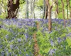 Zuty - Malen nach Zahlen - BLUMEN UND BÄUME, IRLAND (TED Produktbild-Vorschau 1