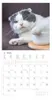 A cat is shown in the upper part of the image, and a calendar for June 2026 is displayed below it. Produktbild-Vorschau