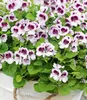 BALDUR Garten 3x Duft-Geranie 'Moskito-Schocker®', Pflanzen Produktbild-Vorschau 3