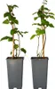 Brombeerpflanzen - 2 Stk - Rubus fruticosus 'Thornfree' - Produktbild-Vorschau 1
