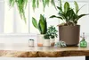 TUBO P ECO WOOD Pot de fleurs 17,8 cm - Couleur : Café ECO Voir les images du produit 2