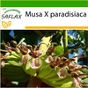 SAFLAX - Plantain veľký - Musa X paradisiaca - 10 Semená - Náhľad obrázku produktu 10