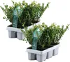 Two trays of small potted plants, likely for gardening or landscaping. Podgląd zdjęcia produktu