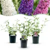 Schmetterlingsstrauch Buddleja davidii Tricolor 3er Set Produktbild-Vorschau 2