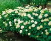 Hydrangea arborescens 'Annabelle', Schneeballhortensie, Produktbild-Vorschau 11