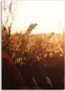 Leinwandbild wiese in der sonne 80x120 cm Feeby braun Produktbild-Vorschau 3