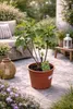 Ficus carica Bornholms Busch 50–70 cm – Winterharte Feige, Produktbild-Vorschau 1
