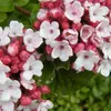 Korejský tavolník – Viburnum carlesii | 50-60 cm ve Náhled obrázku produktu 2