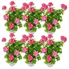 Geranien hängend - Pelargonium peltatum - 12cm Topf - Set Produktbild-Vorschau 1