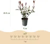 Green boutiQ - Plantes de haie - Photinia fraseri Carre Voir les images du produit 3