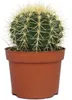 Echinocactus grusonii - Tchynina stoli?ka - v 12cm Náhľad obrázku produktu 3