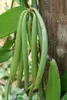 Orchidea vaniglia (Vanilla planifolia)  - 1 porzione di Anteprima dell’immagine prodotto 2