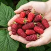 GreenboutiQ - Obstpflanzen - Taybes - Rubus Tayberry - Produktbild-Vorschau 5