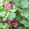 Bakker.com - Johannisbeere 'Gloire des Sablons' Produktbild-Vorschau 1