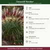 Stauden Gänge 1 x Miscanthus sinensis 'Rotsilber' - Rotes Produktbild-Vorschau 9