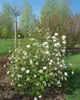 Viburnum burkwoodii, Duft-Schneeball, immergrün, 60–80 cm Produktbild-Vorschau 13