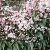 3 x Clematis armandii Apple Blossom (sempreverde, rosa, Anteprima dell’immagine prodotto 6