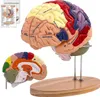 2× Lebensgroßes Gehirnmodell, Anatomie Gehirn, 4-teilig Produktbild-Vorschau 1