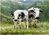 Pustertaler Sprinzen und Schecken in Österreich Produktbild-Vorschau 7