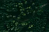 Muralo XXL Vlies FOTOTAPETE Weg WALD Aussicht Produktbild-Vorschau 2