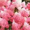 2 x  Hydrangea pan.  - Hydrangea paniculata 'Framboisine'®  Voir les images du produit 2