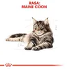 Cibo secco Royal Canin FBN Maine Coon Adult per gatti Anteprima dell’immagine prodotto 7