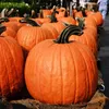 Speisekürbis Big Max Samen - Cucurbita maxima - Produktbild-Vorschau 5