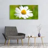 Acrylglasbilder 120x60 Wandbild Druck Gänseblümchen Produktbild-Vorschau 3
