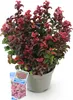 Leucothoe Curly Red - Rojo - Perenne - Bajo mantenimiento - Vista previa de la imagen del producto 2
